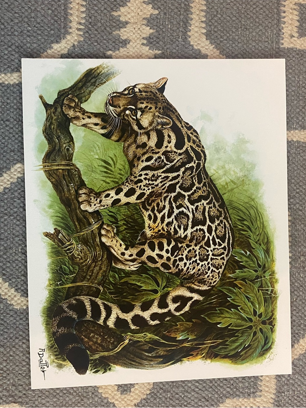 Fierce and Fragile Hermes / Big Cats in the Art of Robert Dallet Press kit print